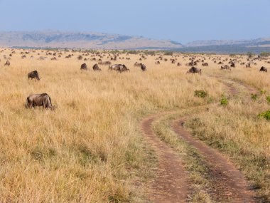 toprak yol Masai Mara antilop sürüsü ile
