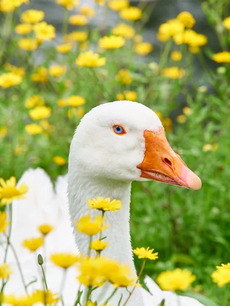 Ritratto di oche bianche con occhi azzurri nell'erba circondata da fiori gialli — Foto Stock