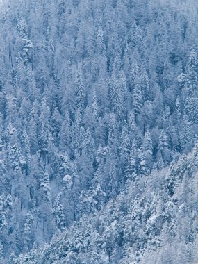 kar ve buz kaplı bir ormanın ağaçları