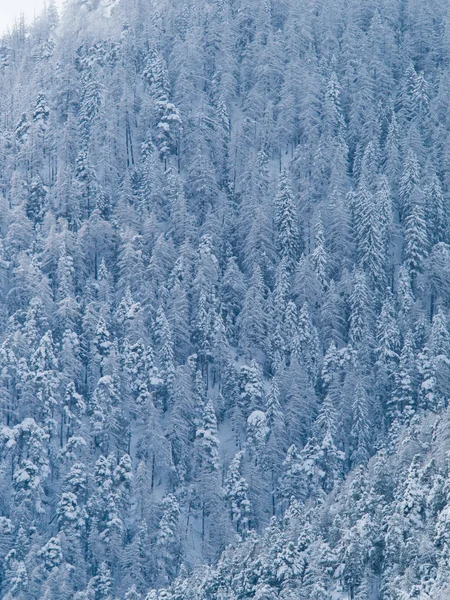 Kar ve İçel ile kaplı bir ormanın ağaçları — Stok fotoğraf