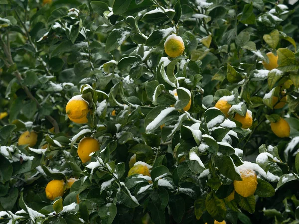 Group of organic yellow ripe lemon fruits on a tree branch covered with snow during winte