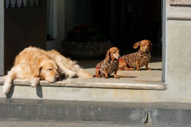 Bir Golden Retriever ve benekli ceketli iki dachshun suda dinleniyor.