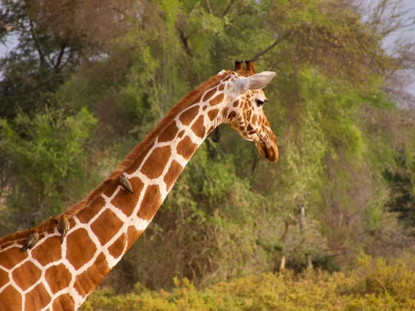 Reticulated Giraffe met Oxpeker — Stockfoto