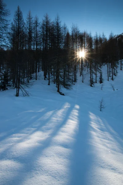 Ağaçlar arasında güneş ışınları gölgeler ve pırıltılar kar üzerinde oluşturmak — Stok fotoğraf