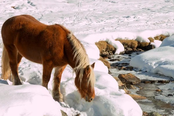 Лошадь-хафлингер идет пить по снегу — стоковое фото