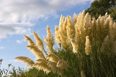Saccharum ravennae, Ravennagrass bush