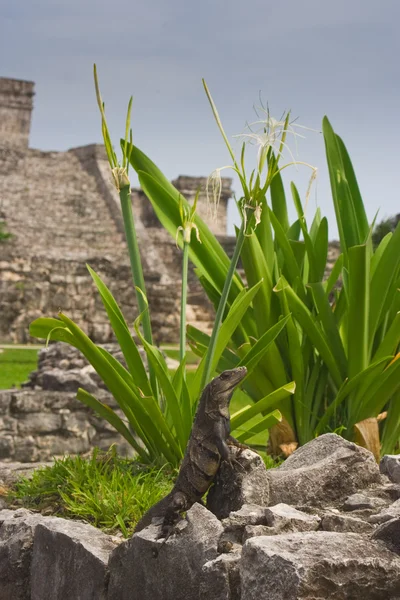 Leguaan rusten in Maya ruïnes — Stockfoto
