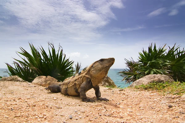 Retrato de Iguana — Fotografia de Stock