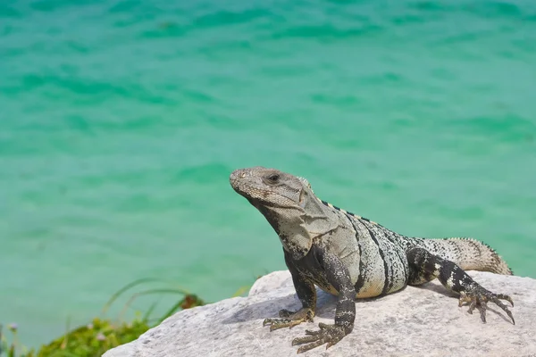 Retrato de uma iguana descansando acima do oceano — Fotografia de Stock