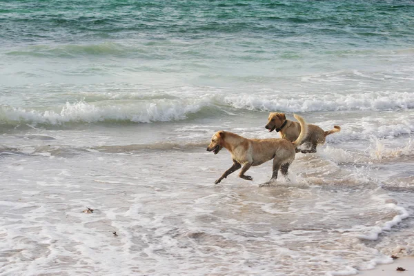 Labrador retrievers lopen in het water — Stockfoto