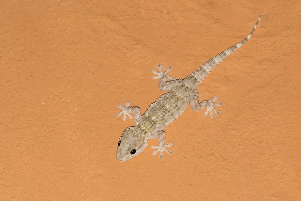 Tarentola mauritanica, gecko mediterrâneo em um teto laranja — Fotografia de Stock