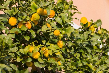 Meyve dolu limon ağacı