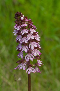 Avrupa vahşi orkide 