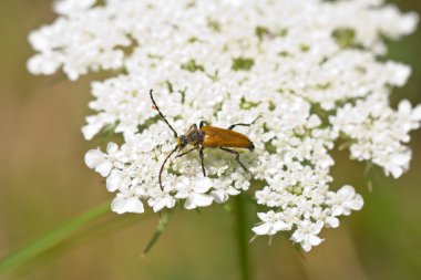 Beyaz çiçek pollen altın longhorn böceği kapsadığı 