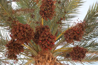 Date palm full of fruits clipart