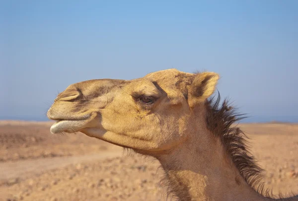 Perfil dromedário camelo no deserto céu azul no fundo — Fotografia de Stock