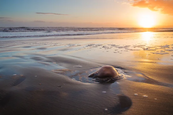 Alforreca Rhizostoma pulmo encalhado ao pôr do sol — Fotografia de Stock