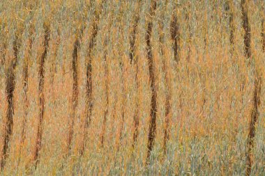 Buğday kulakları Haziran ayında neredeyse olgun tarafından oluşturulan desen