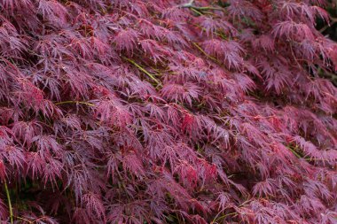 leaves of japanese maple acer palmatum