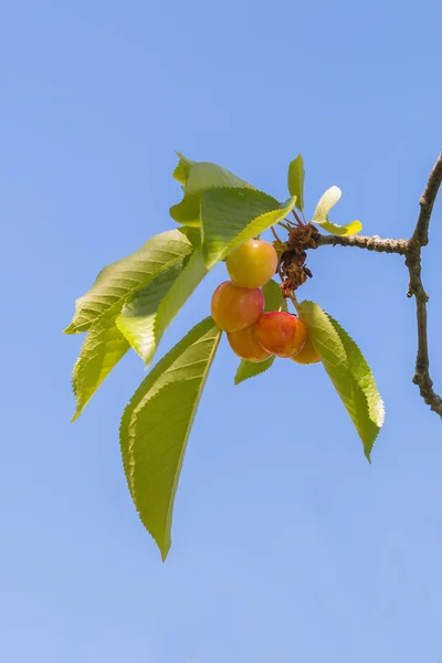 Ramo de cereja com frutos verdes céu azul no fundo — Fotografia de Stock