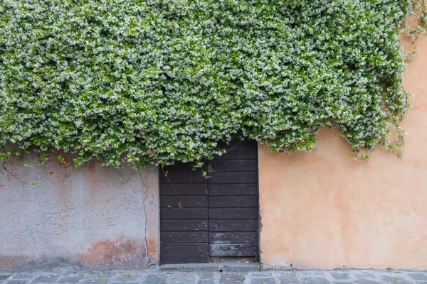 Wooden old door covered by climbing jasmine full of white flower — Stock Photo, Image