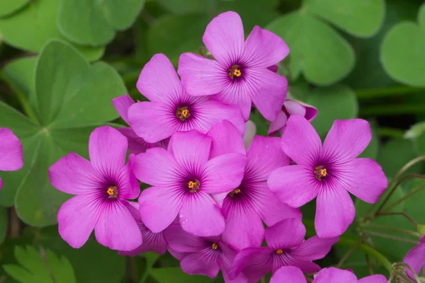 紫色的粉红春天的花朵的铜锤 — 图库照片