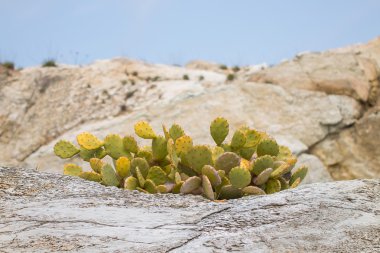 Prickly pear, optunia, indian fig on the rocks