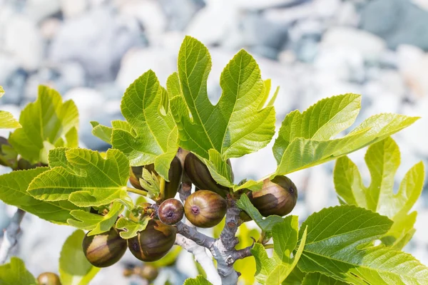 Ramo de figo com frutos verdes e folhas — Fotografia de Stock