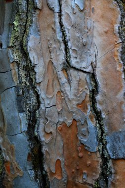 texture made of maritime pine tree bark
