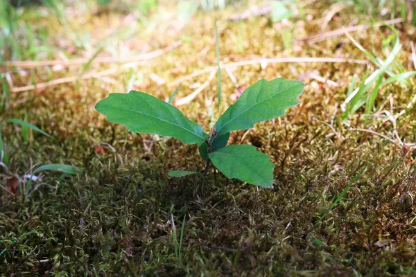 Oak sprout grown up  in a lawn — Stock fotografie