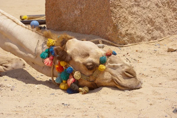 Porträt eines müden Dromedar-Kamels, das schlafend mit dem Kopf auf dem Boden liegt — Stockfoto