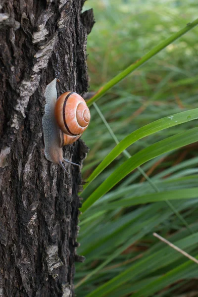 Коричневая улитка снаружи своего дома ползает по стволу дерева — стоковое фото