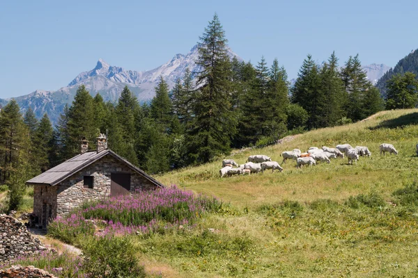 Пасутся стада скота на цветочном пастбище рядом с шале — стоковое фото