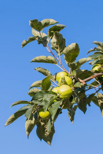 Gałąź aha pełnej zielonych niedojrzałych owoców jabłoń — Zdjęcie stockowe
