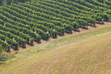 Hill ile bağ ve çiçek alanı