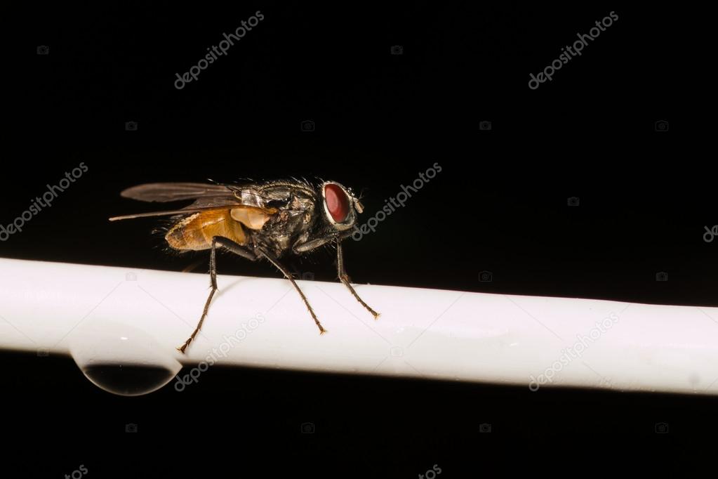common house fly resting on a white wire with a water drop