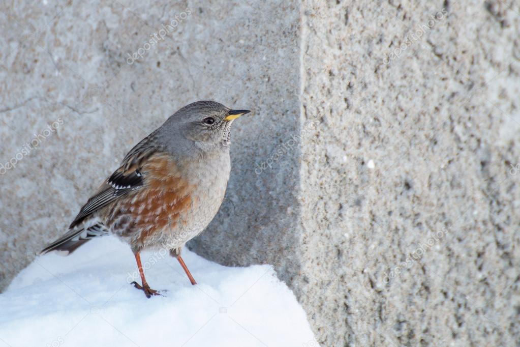 Petit Oiseau Accenteur Alpin Prunella Collaris Dans La