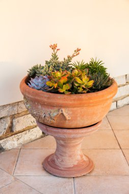 bir büyük Toskana pişmiş tencerede succulents düzenleme