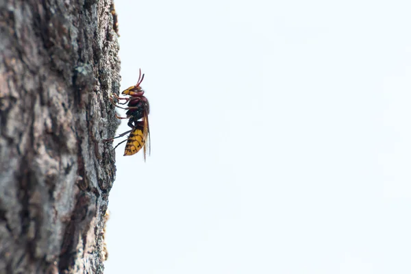 Vespão europeu (vespa Crabro) descansando em um três — Fotografia de Stock