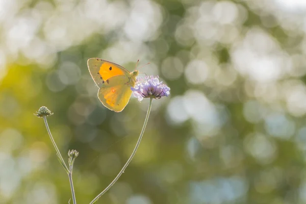 Yellow  Butterfly  suking nectar from a violet flower