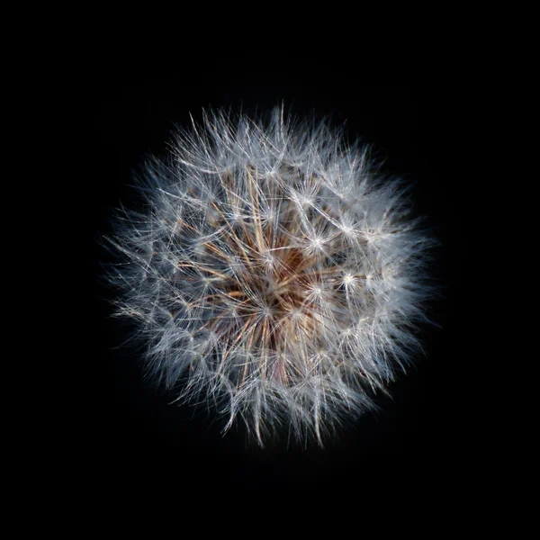 Diente de león Frutas maduras sobre fondo negro — Foto de Stock