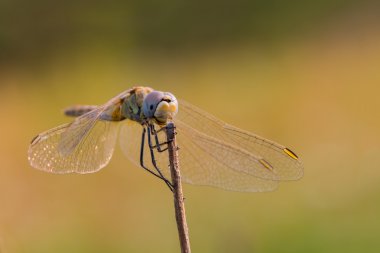Sympetrum fonscolombii erkek kuru bir kök üzerinde