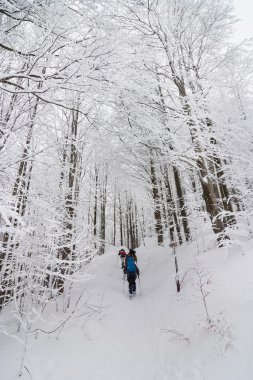 Bir grup insan bir ormanda kar raketleri ile yürüyüş