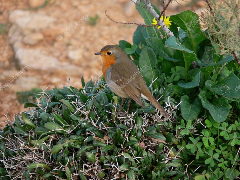 Rouge Gorge Familier Rouge Petit Oiseau à La Poitrine Orange