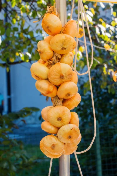 Stringa di cipolle bianche organiche appesa in una fiera di campagna — Foto Stock