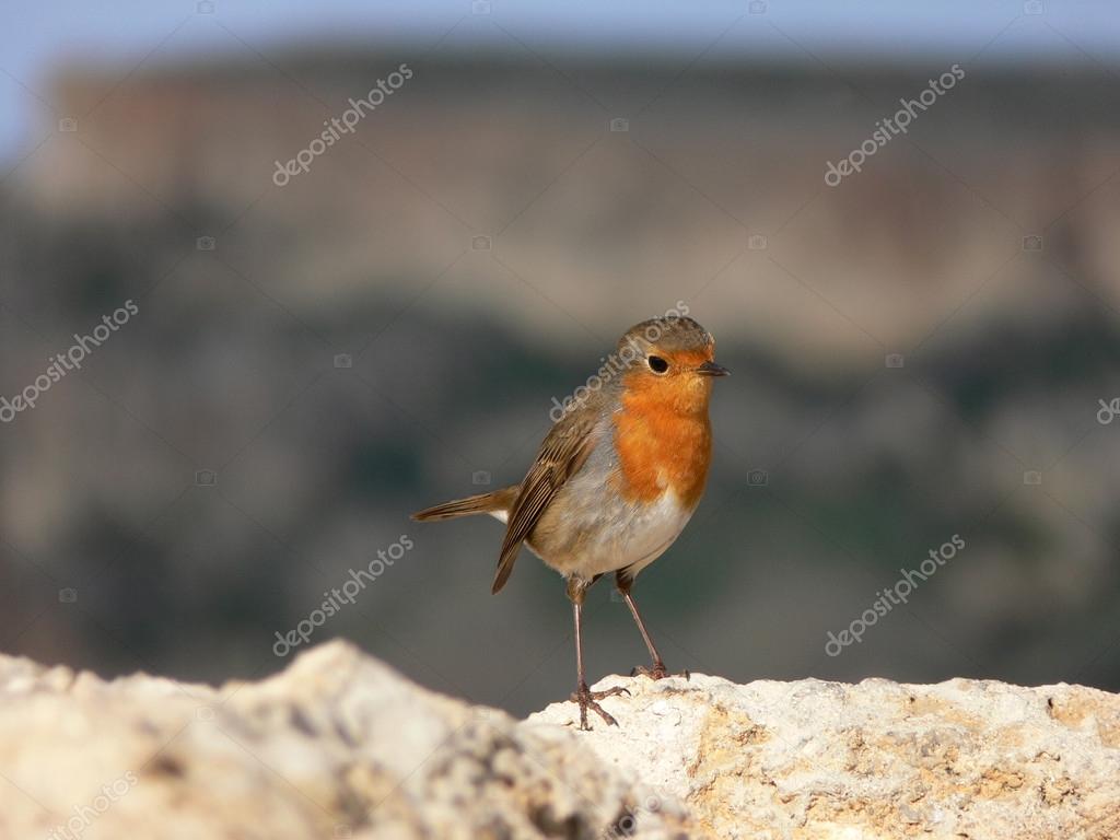 Petit Oiseau Mince Avec Gorge Orange Rouge Rouge Gorge