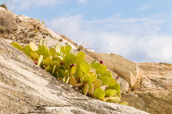 Kaktusfeige, Optunien, indische Feige mit einigen Früchten — Stockfoto