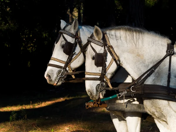Portret dwóch koni biały z uprzęży — Zdjęcie stockowe