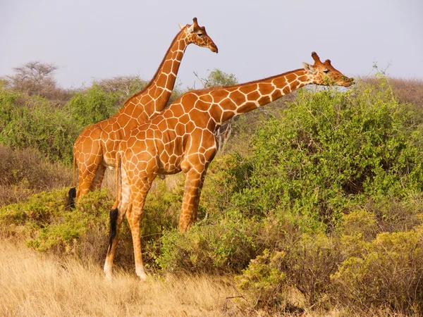 Twee reticulated giraffe eten bladeren uit struiken — Stockfoto