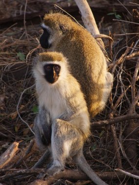 iki sevimli Vervet maymun bir Afrika Milli Parkı'nda